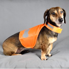 Fényvisszaverős kutyamellény tacsiknak - narancs